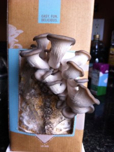 grow-mushroom-kit